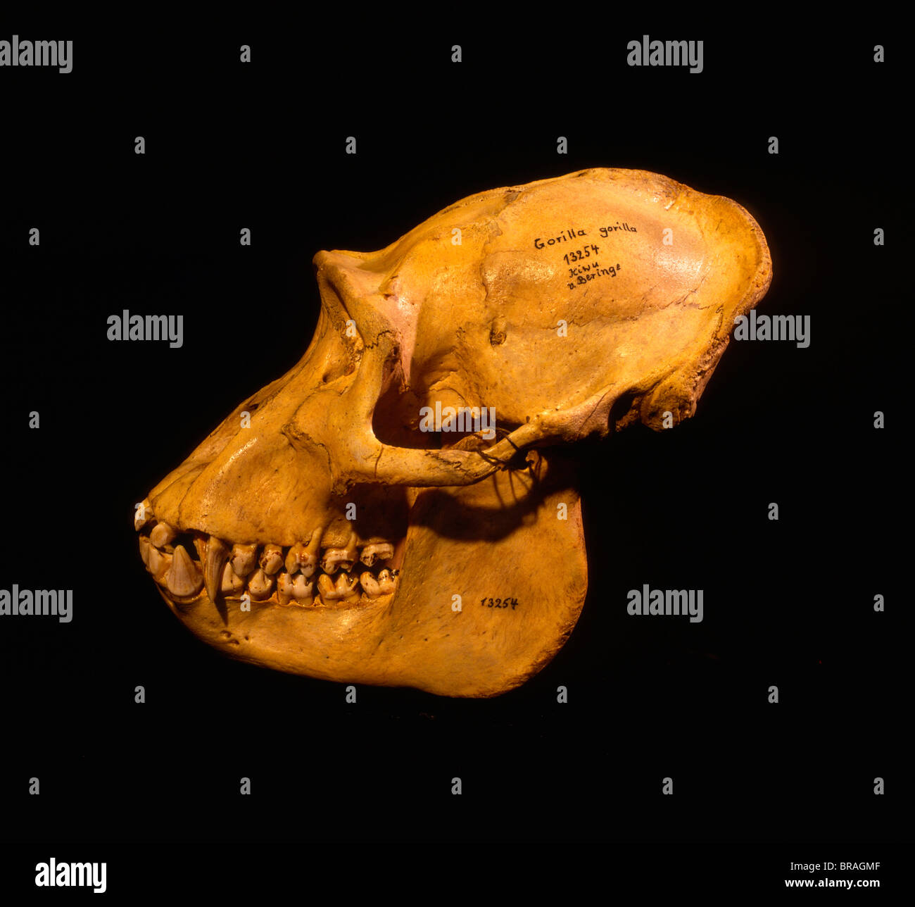 Silverback Gorilla Skull