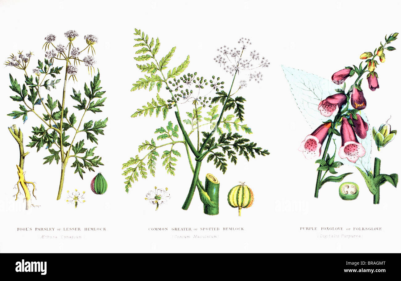 Common poisonous plants. Stock Photo