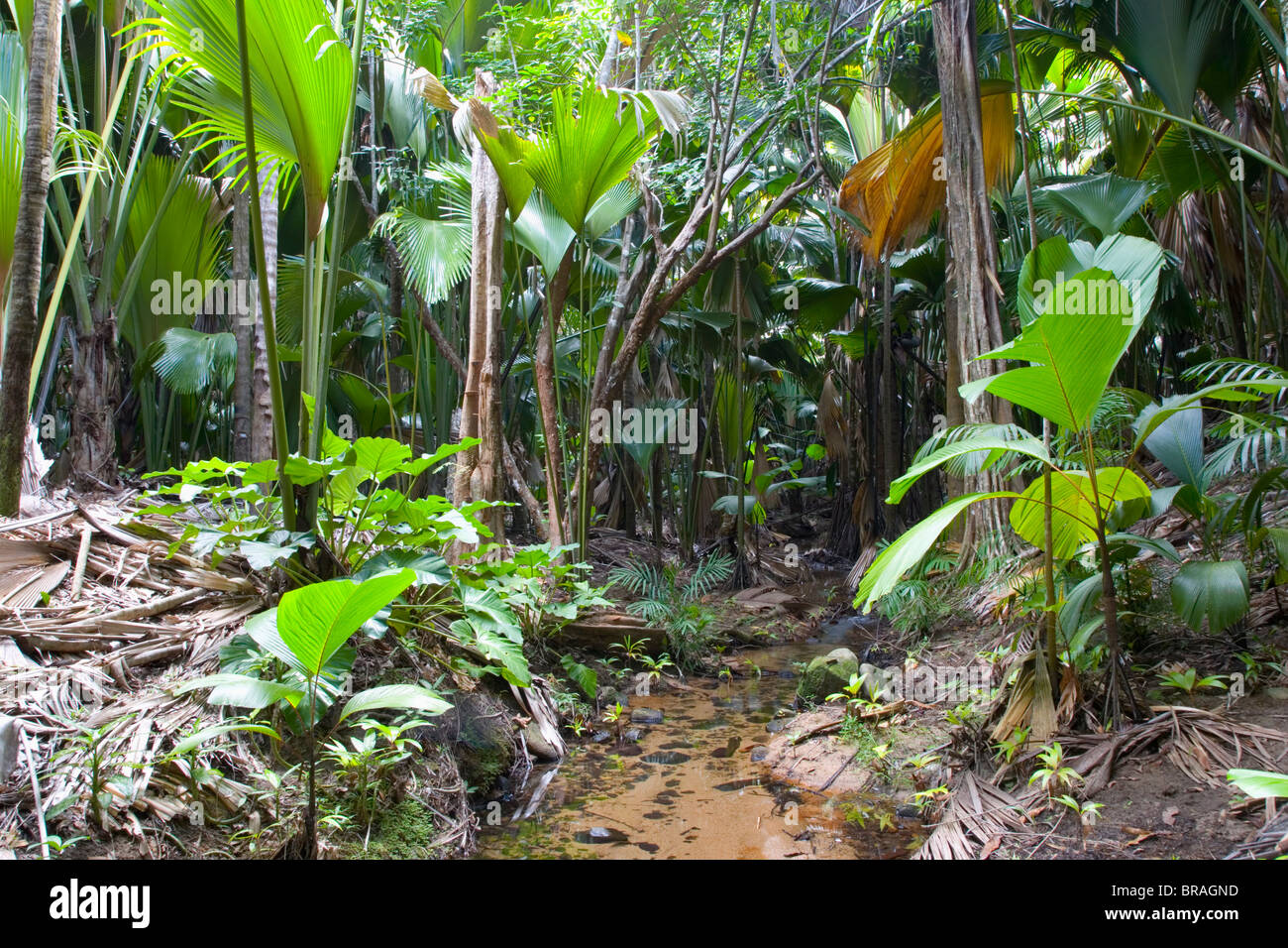 Tropical vegetation on banks of stream in the Vallee de Mai Nature Reserve, UNESCO, Island of Praslin, Seychelles Stock Photo