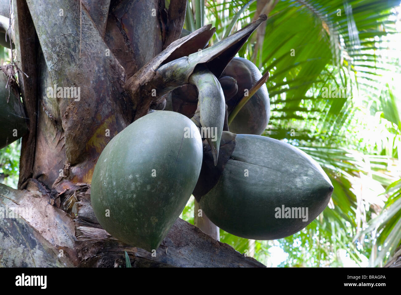 Giant fruit of coco de mer palm in the Vallee de Mai Nature Reserve, Baie Sainte Anne district, Island of Praslin, Seychelles Stock Photo