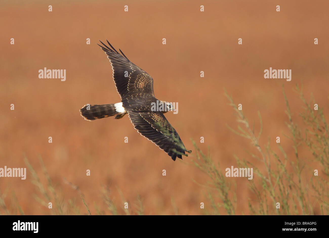 Montagu harrier Circus pygargus hunting whilst on migration Stock Photo