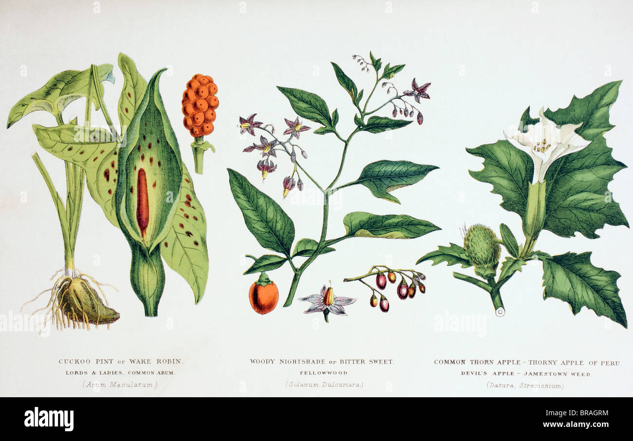 Common poisonous plants Stock Photo Alamy