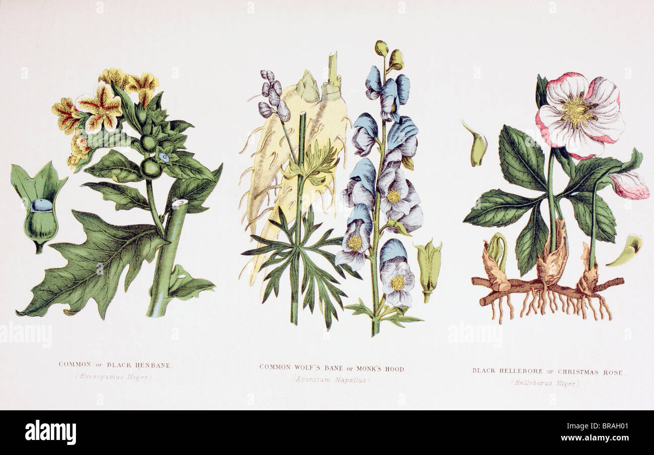 Common poisonous plants Stock Photo Alamy