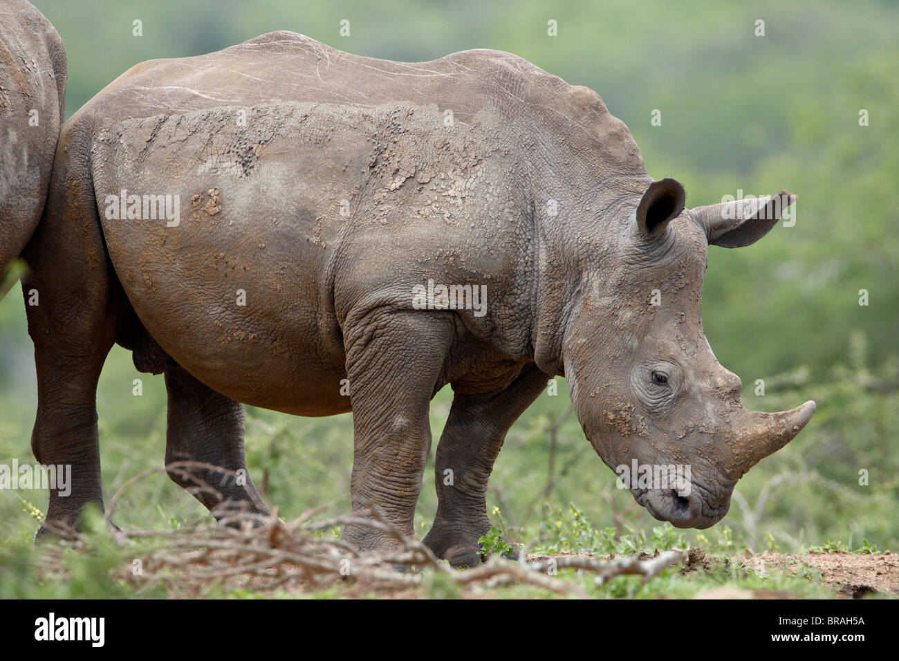 Young White Rhinoceros (Ceratotherium simum), Hluhluwe Game Reserve, South Africa, Africa Stock Photo