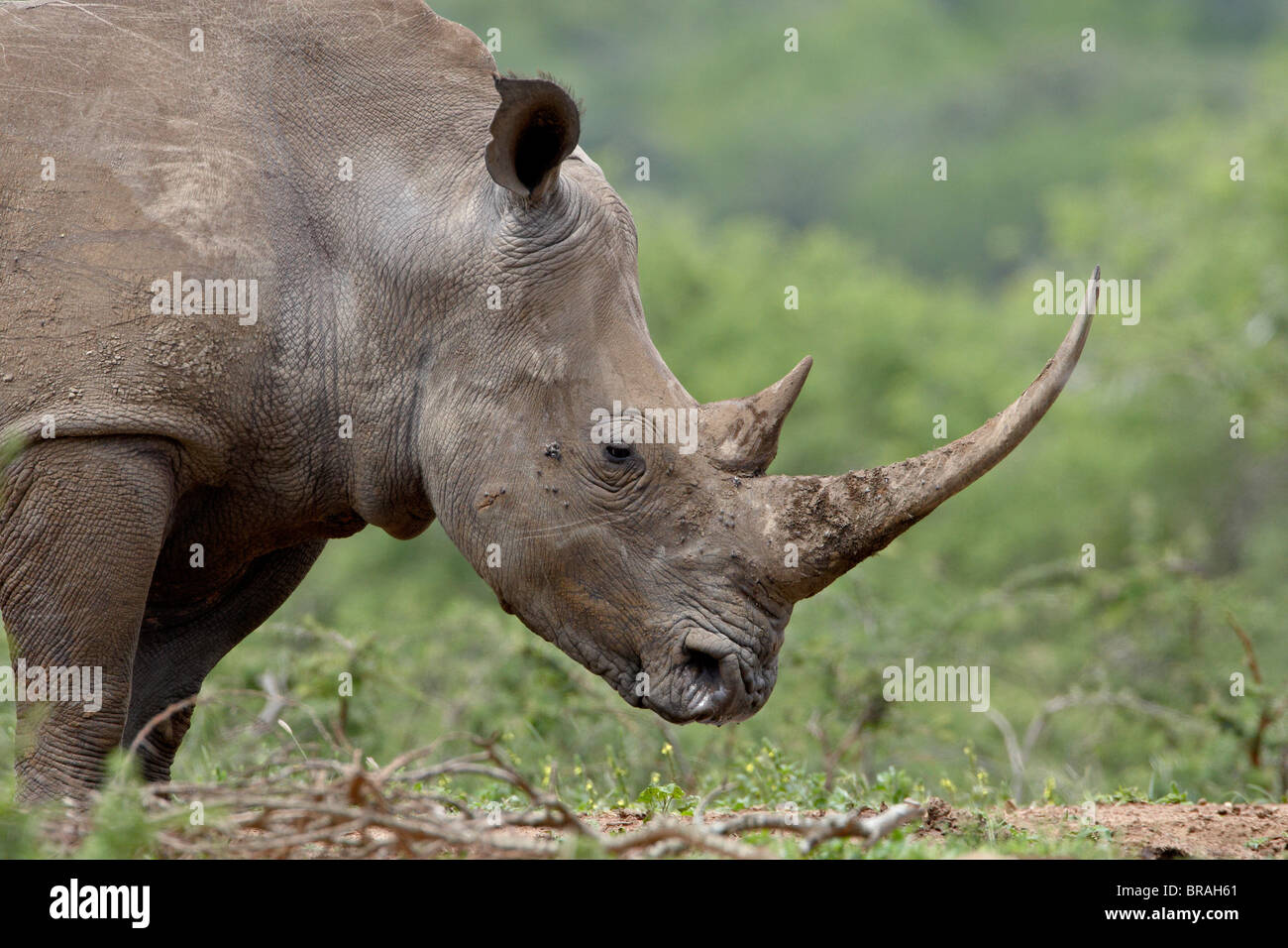 White Rhinoceros (Ceratotherium simum), Hluhluwe Game Reserve, South Africa, Africa Stock Photo