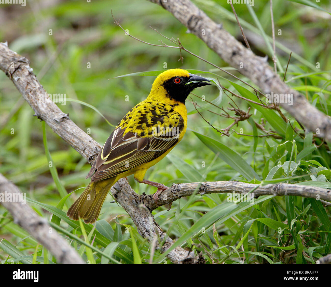 Male Spotted-backed weaver collecting grass for his nest, Addo Elephant National Park, South Africa Stock Photo