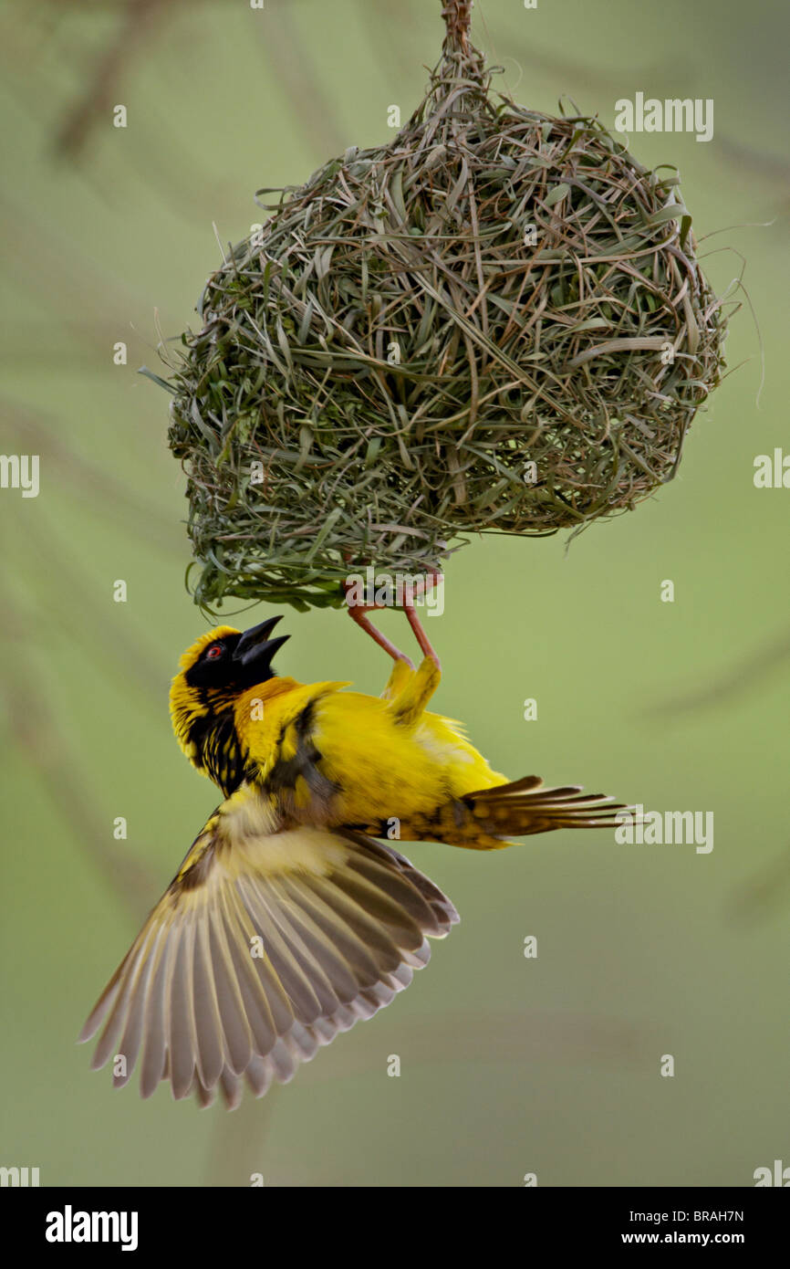Male Spotted-backed weaver (Village weaver) (Ploceus cucullatus) building a nest, Hluhluwe Game Reserve, South Africa, Africa Stock Photo