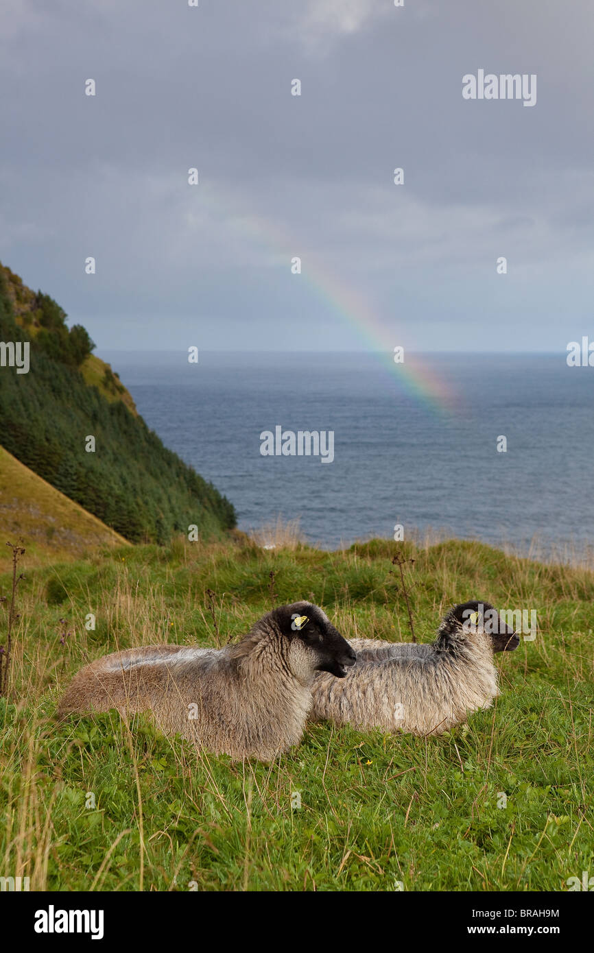 Sheep resting on green grass on the island Runde on the Atlantic west coast, Møre og Romsdal, Norway. Stock Photo