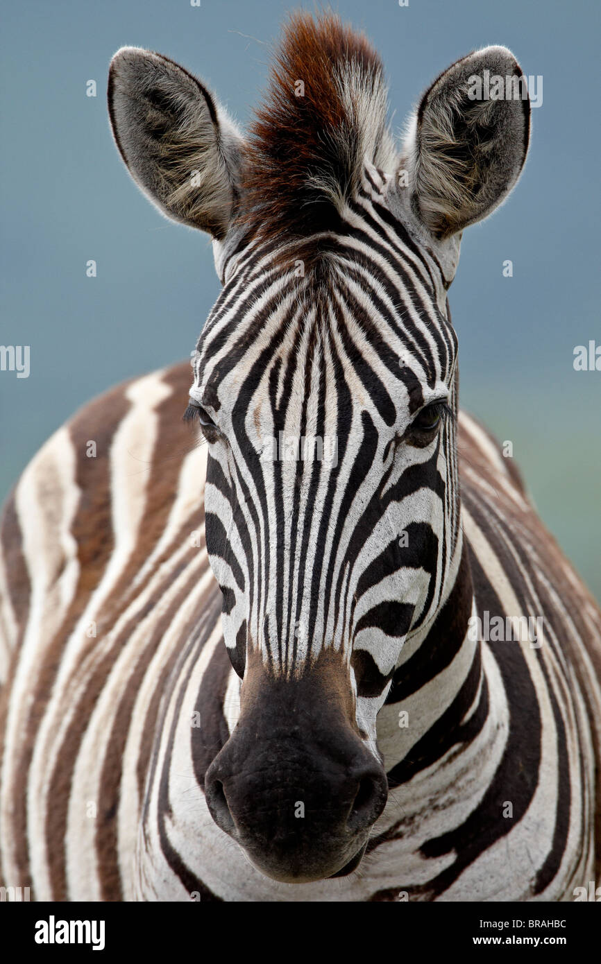 Chapman's Zebra (Plains Zebra) (Equus burchelli antiquorum), Imfolozi Game Reserve, South Africa, Africa Stock Photo