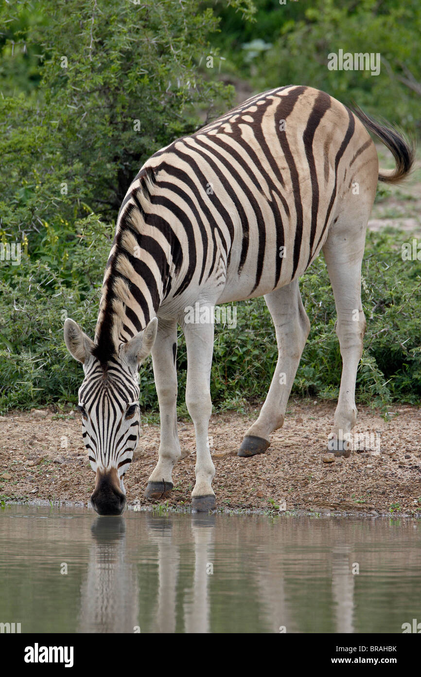 Chapman's Zebra (Plains Zebra) (Equus burchelli antiquorum) drinking, Imfolozi Game Reserve, South Africa, Africa Stock Photo
