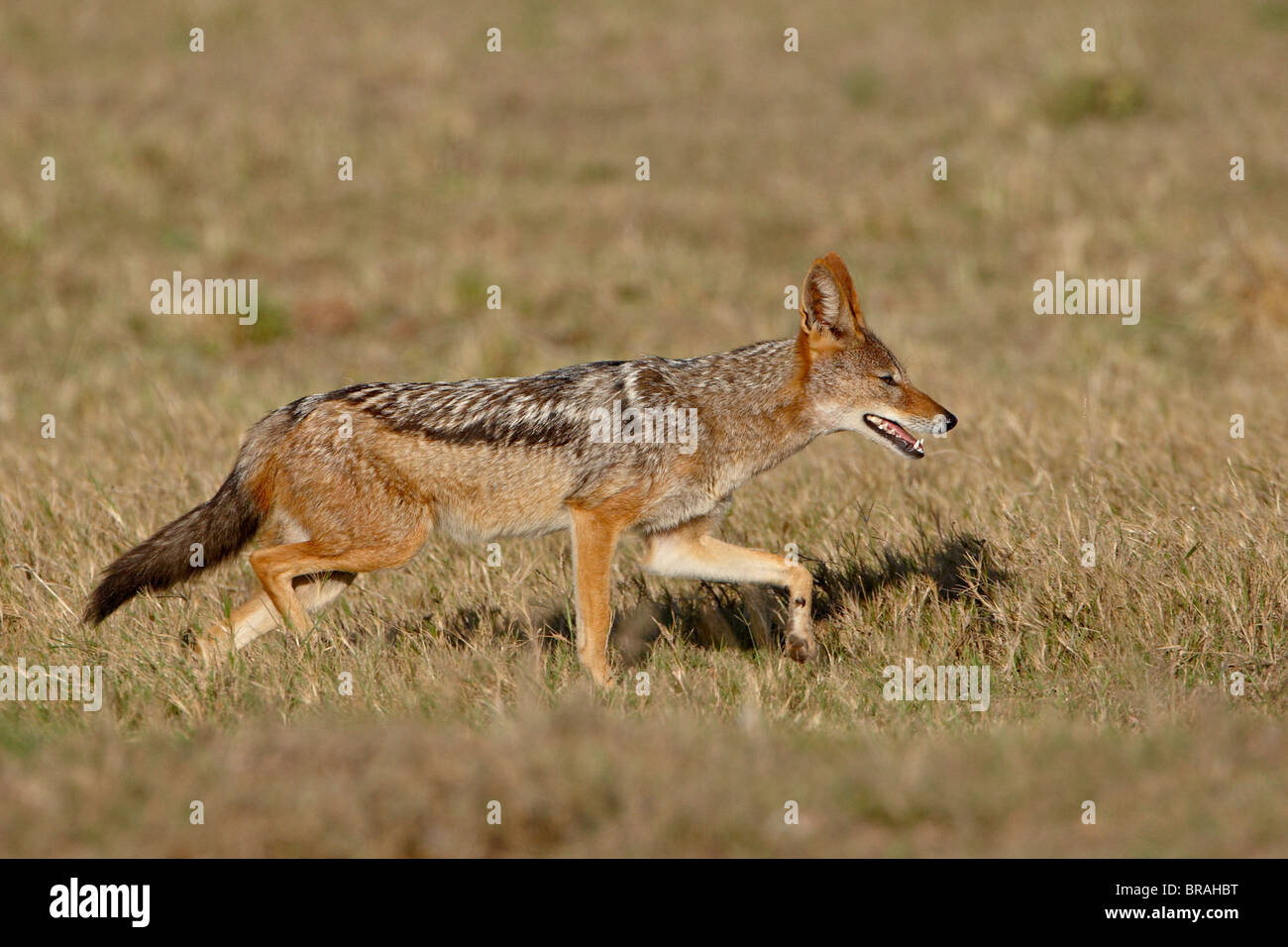 Black-backed Jackal (Silver-backed Jackal) (Canis mesomelas) running
