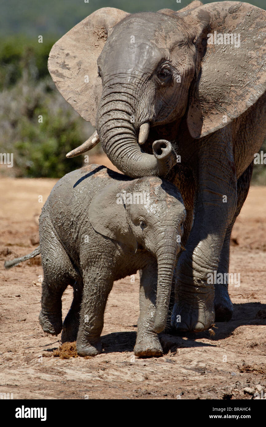 Baby African Elephant (Loxodonta africana) with its mother, Addo Elephant National Park, South Africa, Africa Stock Photo