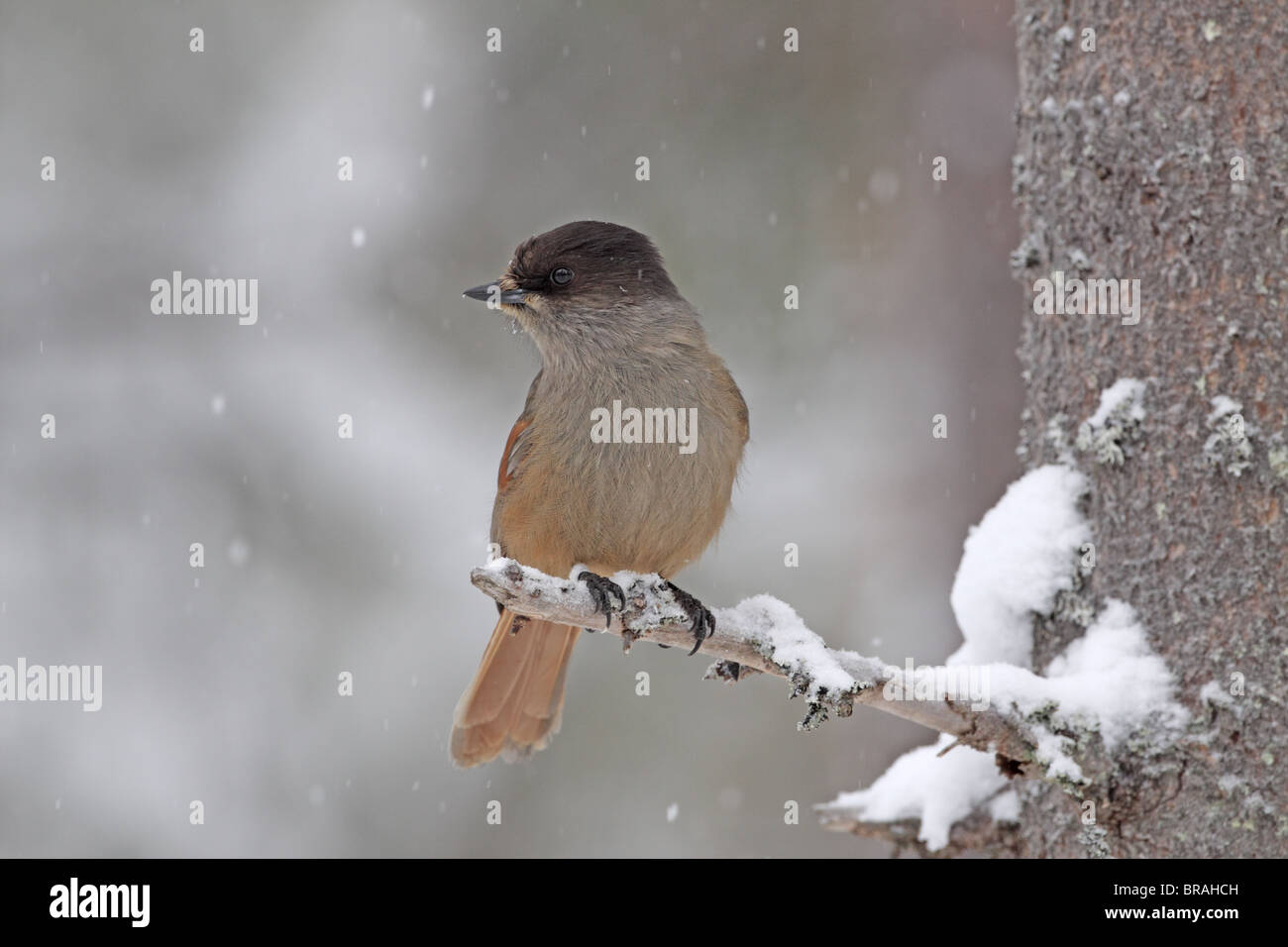 Siberian Jay, Perisoreus infaustus, Svartadalen, Central Sweden Stock Photo