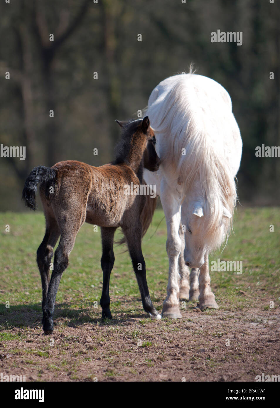 Grey Welsh Mountain pony mare with her very young brown foal Stock