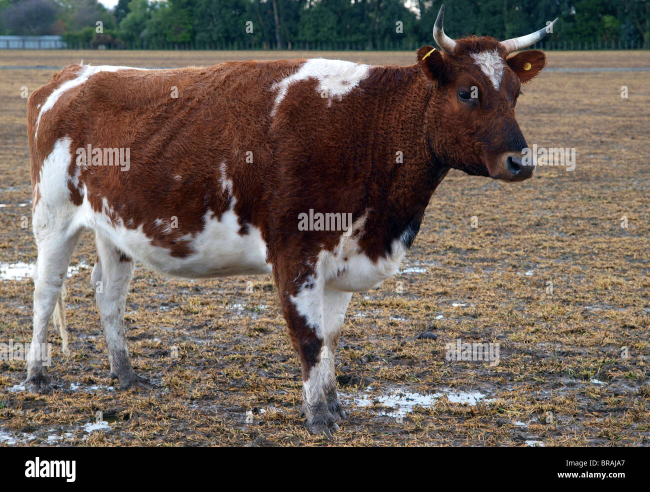 Ayrshire Cattle With Horns