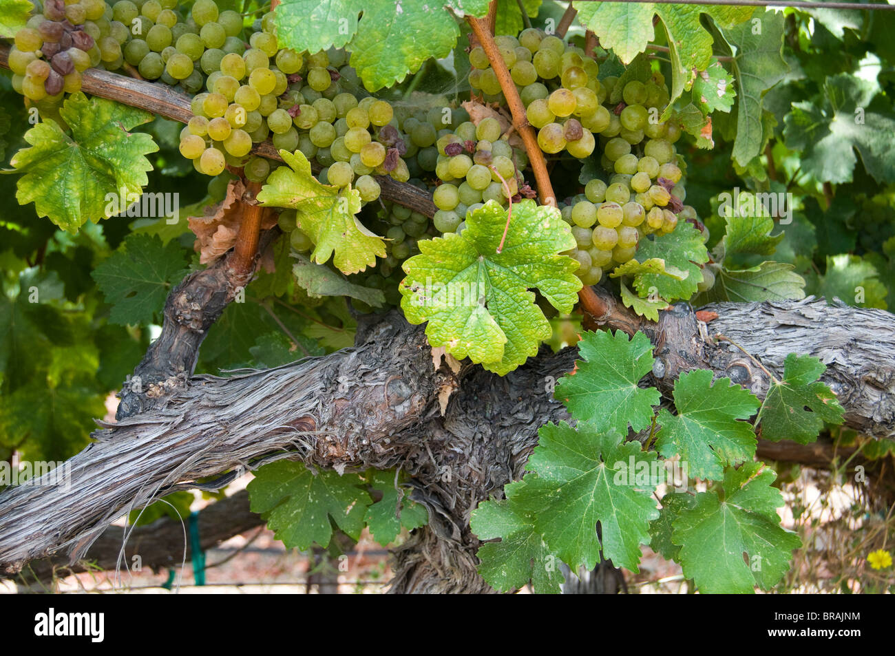 Semillon Blanc grapes near harvest Stock Photo