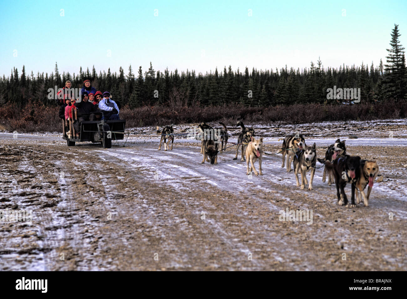 Famous Dog sledding team tundra near Churchill Northern Studies Centre