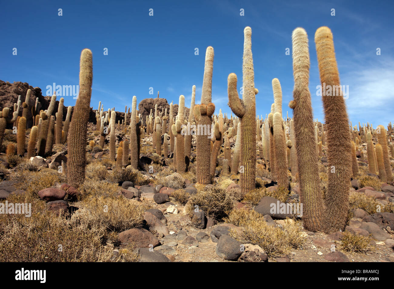 Salar de Uyuni Incahuasi Island Giant Cacti Stock Photo Alamy