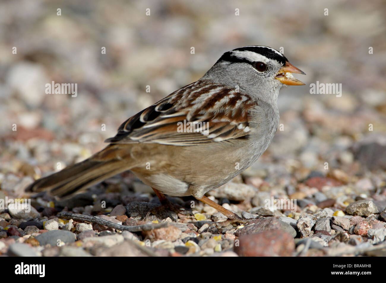 White-crowned Sparrow (Zonotrichia leucophrys), Caballo Lake State Park, New Mexico, United States of America, North America Stock Photo