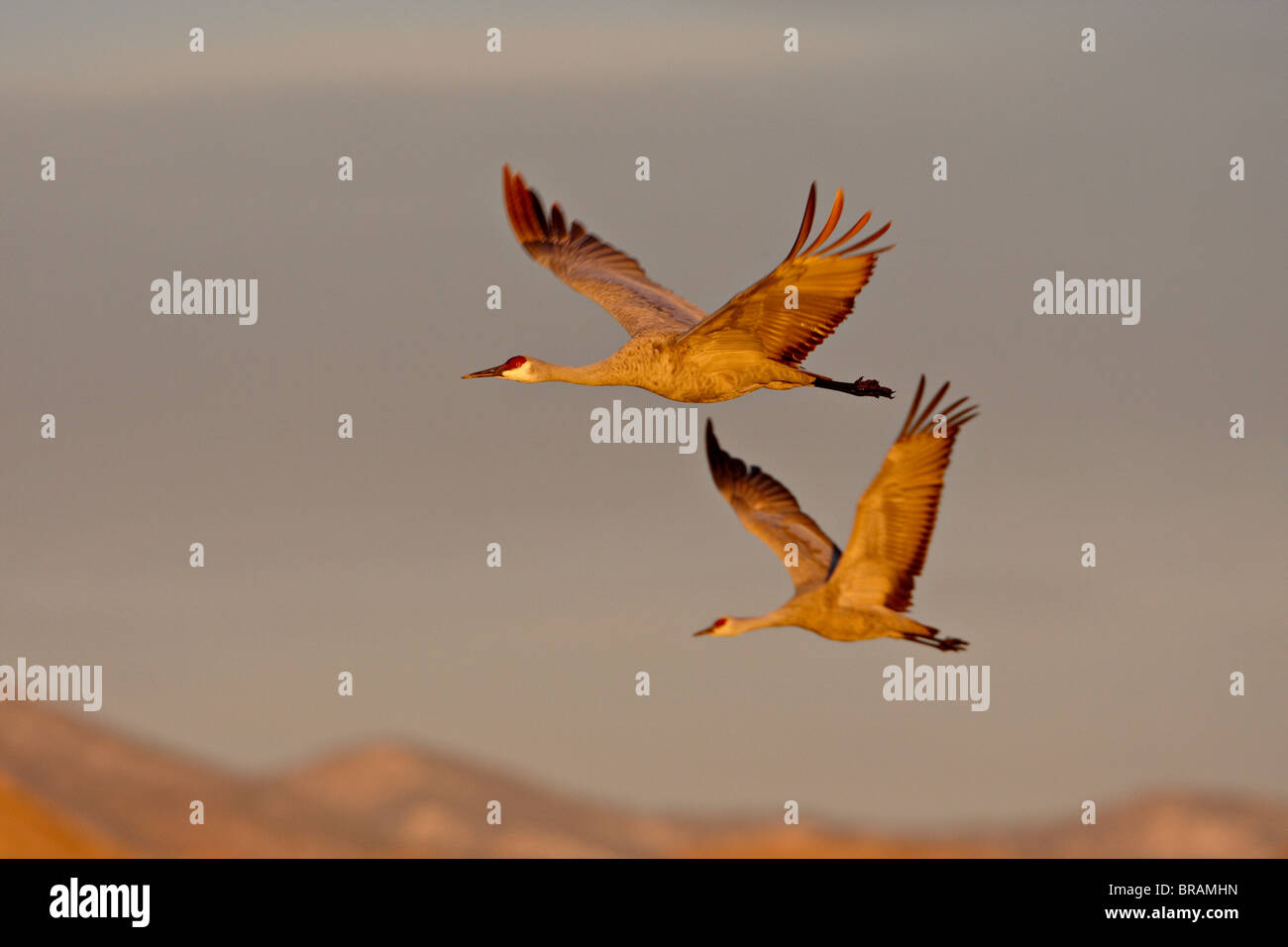 Two Sandhill Cranes in flight in early morning light, Bosque Del Apache National Wildlife Refuge, New Mexico, USA Stock Photo