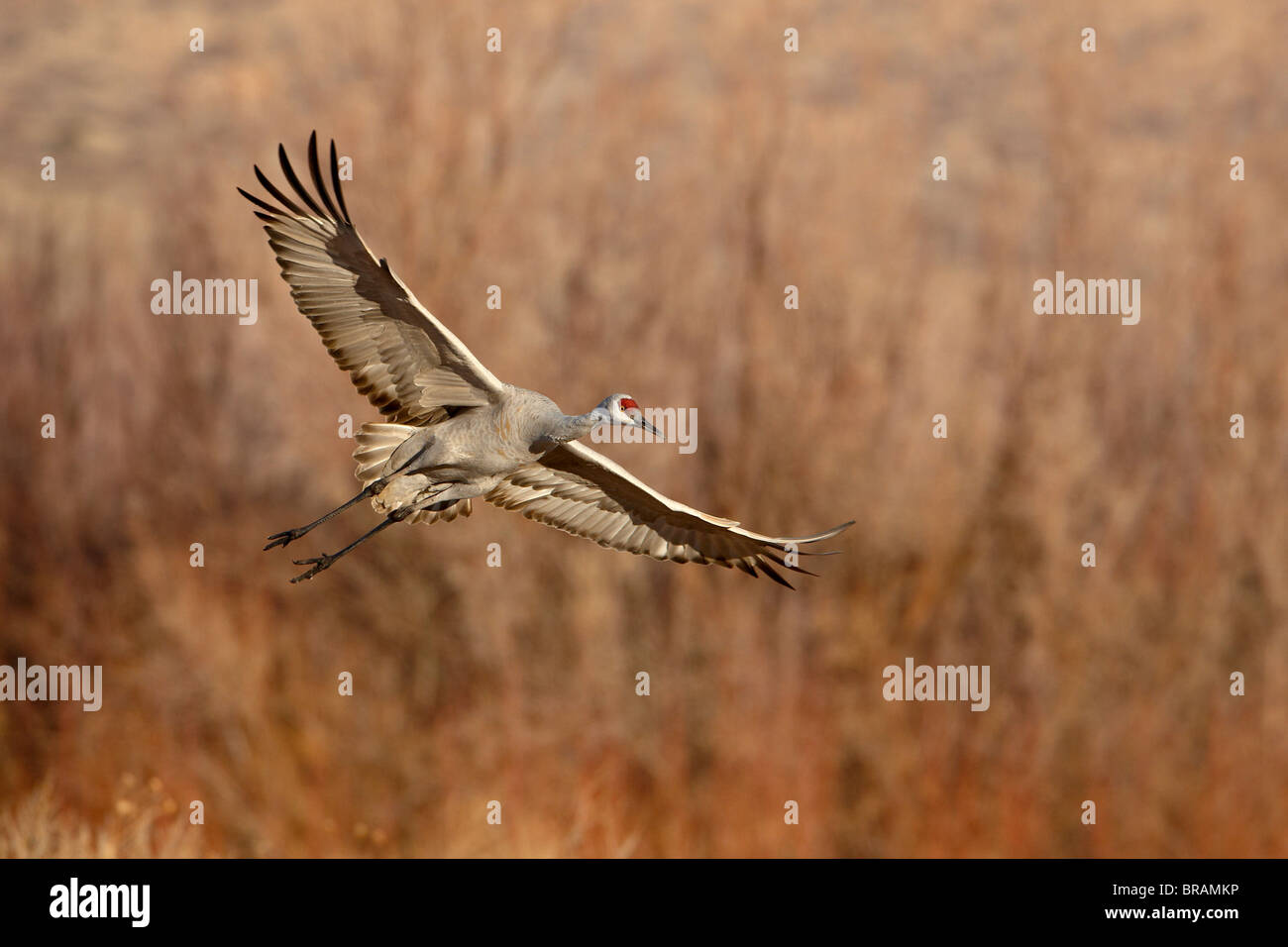Sandhill Crane (Grus canadensis) just about to land, Bernardo Wildlife Area, Ladd S. Gordon Wildlife Complex, New Mexico, USA Stock Photo