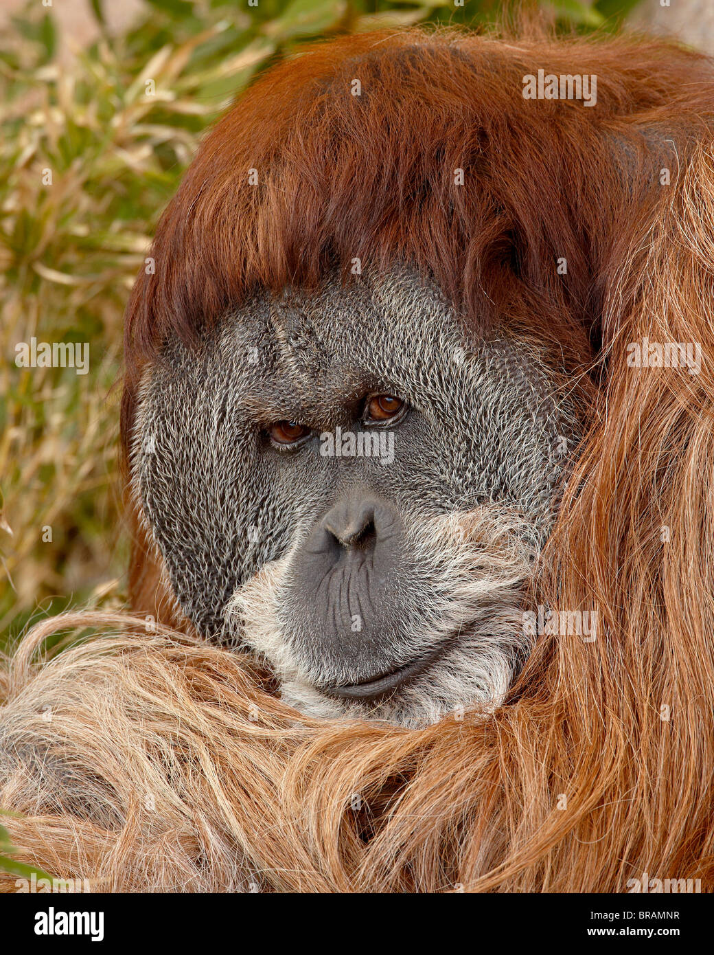 Male Orangutan (Pongo pygmaeus) in captivity, Rio Grande Zoo, Albuquerque Biological Park, Albuquerque, New Mexico, USA Stock Photo