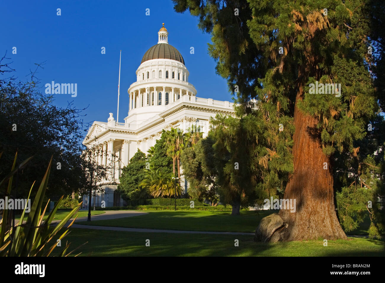 Redwood tree and the State Capitol Building, Sacramento, California