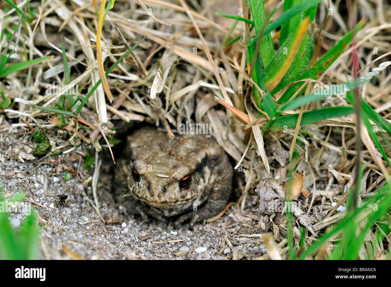 Juvenile common European toad (Bufo bufo) hiding in Field cricket's burrow (Gryllus campestris) Stock Photo