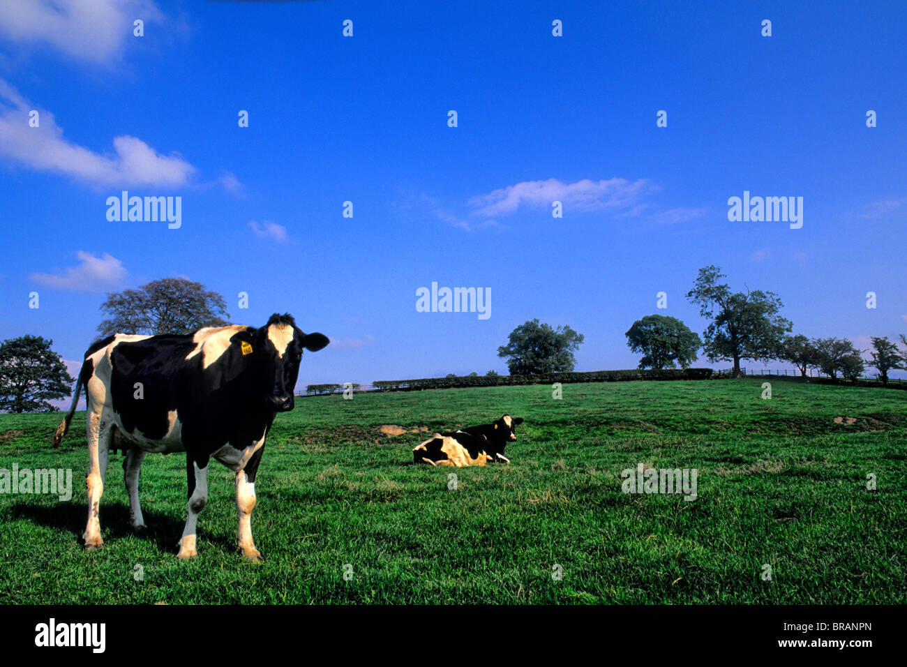 Irish farmland with cows near Dublin Ireland Stock Photo Alamy