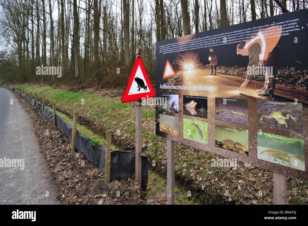 Warning sign, information panel and barrier with buckets for migrating amphibians / toads (Bufo bufo) crossing the road Stock Photo