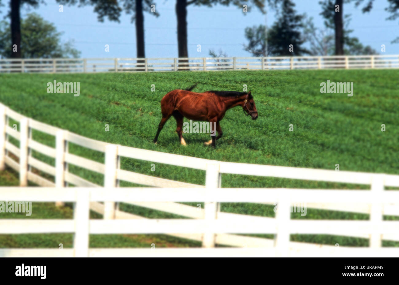 Beautiful expensive horse farm with white fence with horse grazing for
