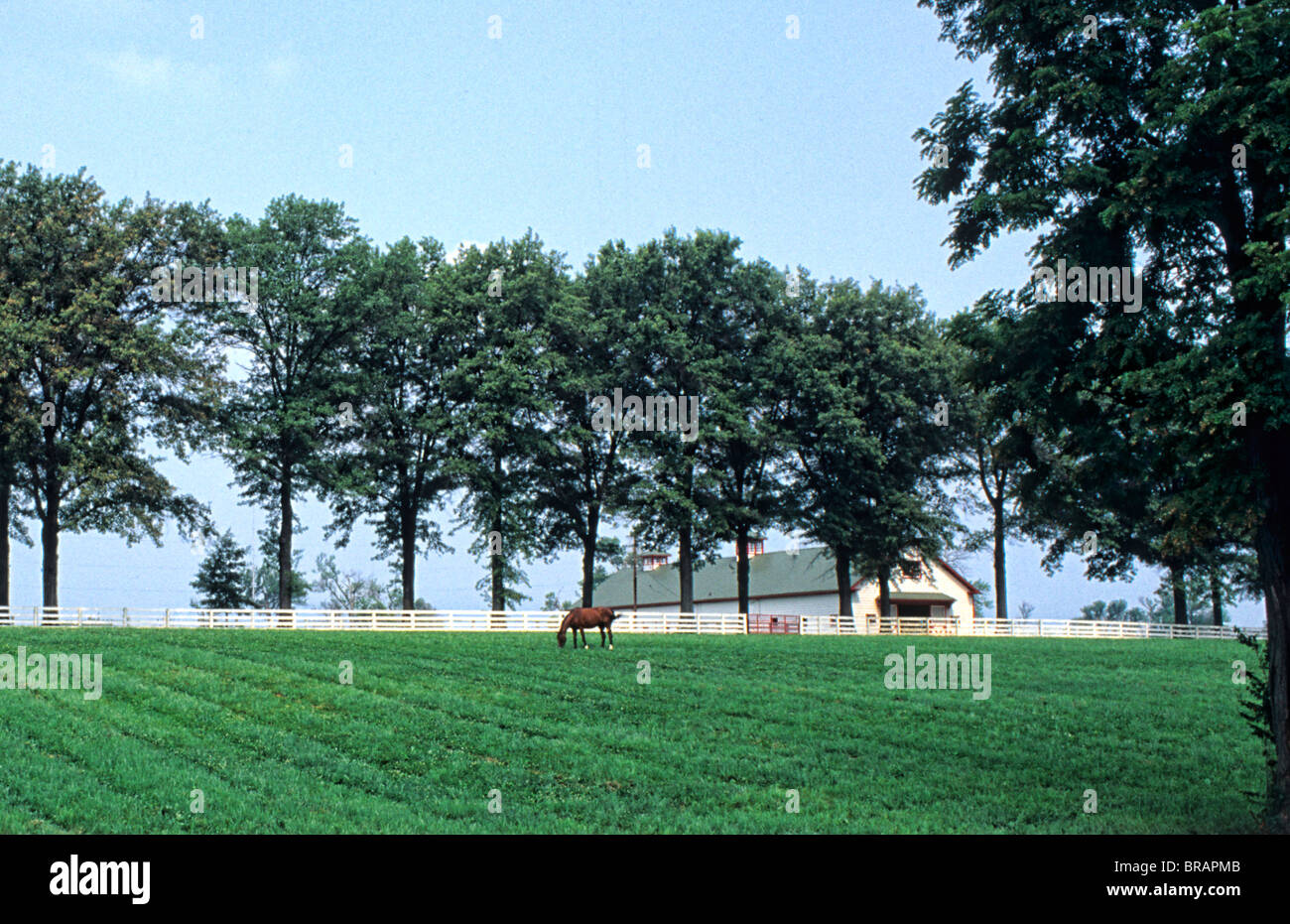 Beautiful expensive horse farm with white fence for Kentucky Derby type