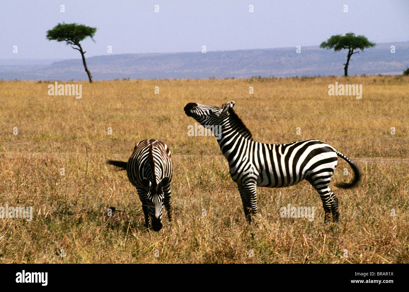 Safari in Kenya Africa with wild zebra roaming the jungle Stock Photo