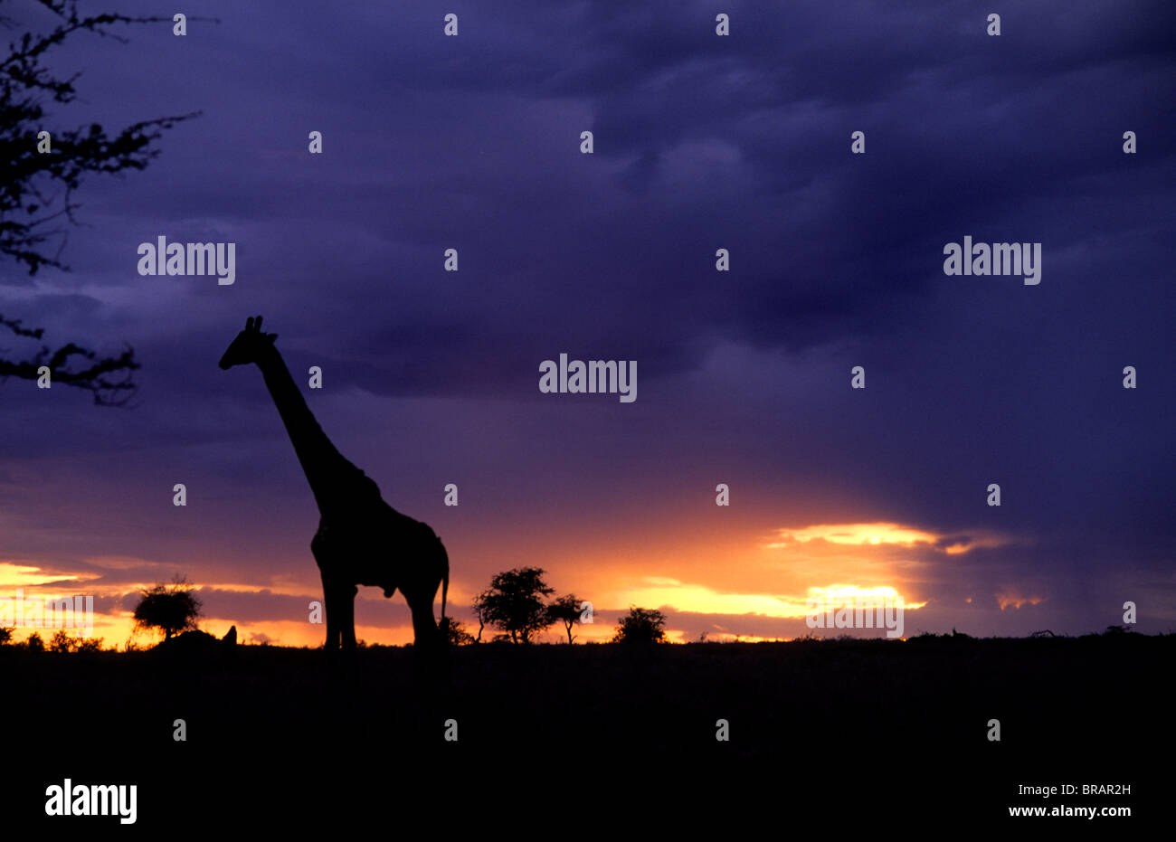 Serengeti animals sunset hi-res stock photography and images - Alamy