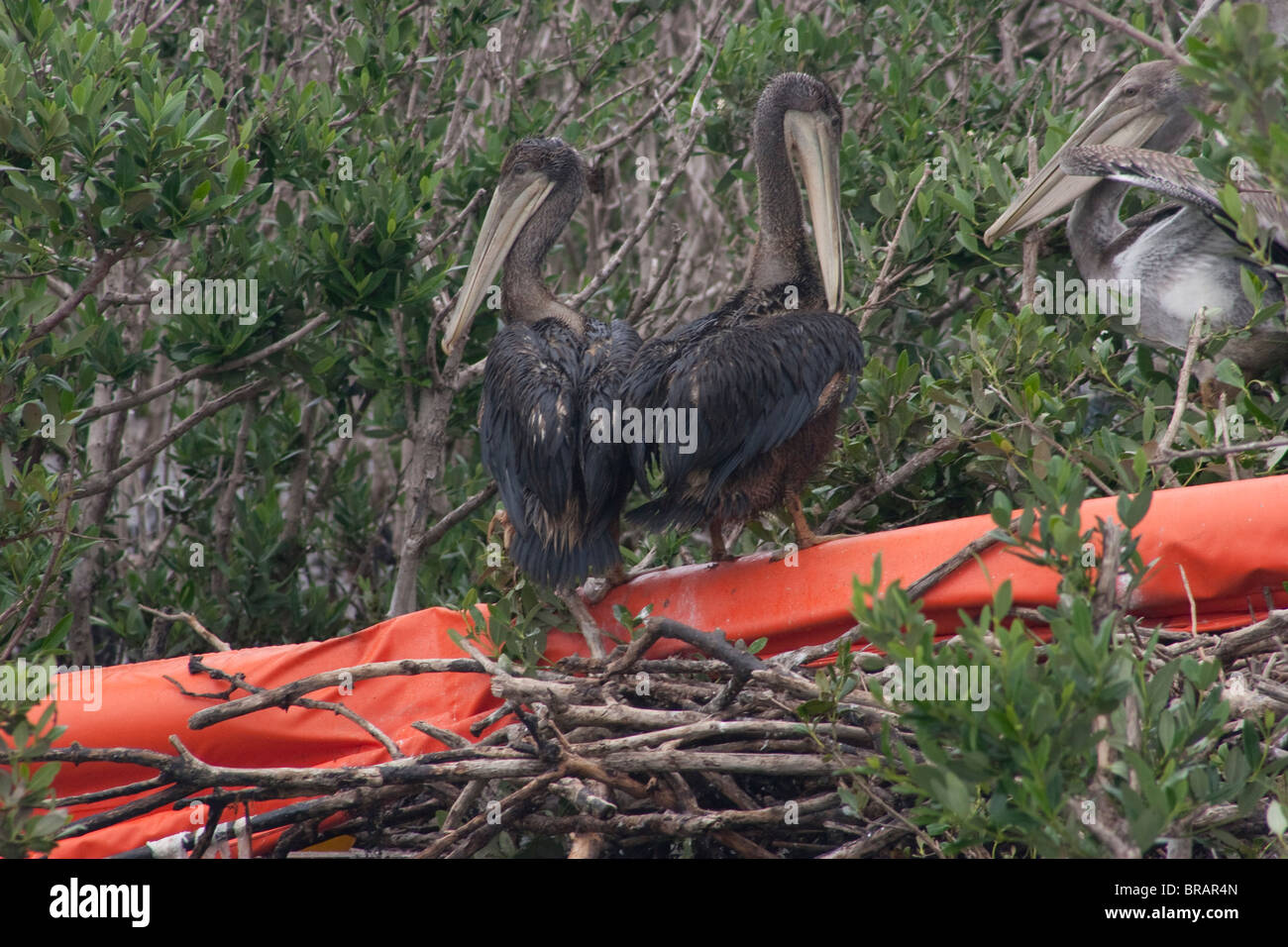 Sea birds on Gull Island in Barratarria Bay, Louisiana are coated in oil from the BP oil spill in the Gulf of Mexico. Stock Photo