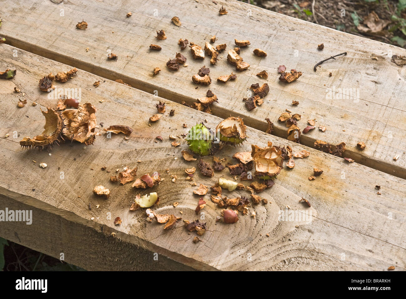 The remains of Horse chestnut conkers eaten by grey squirrels. Stock Photo