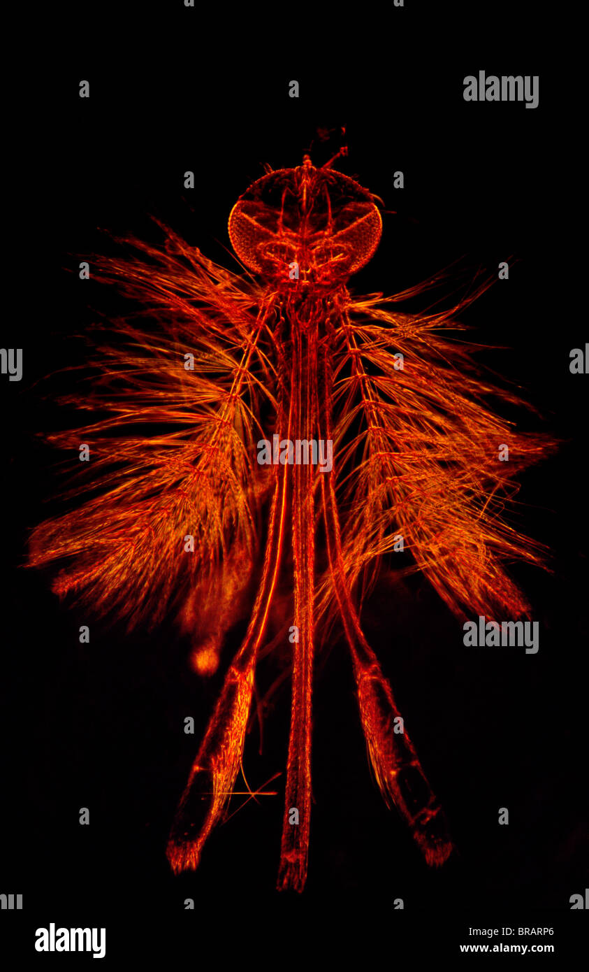 Dark Field Light Micrograph Of A Male Mosquito Anopheles Sp Stock Photo Alamy