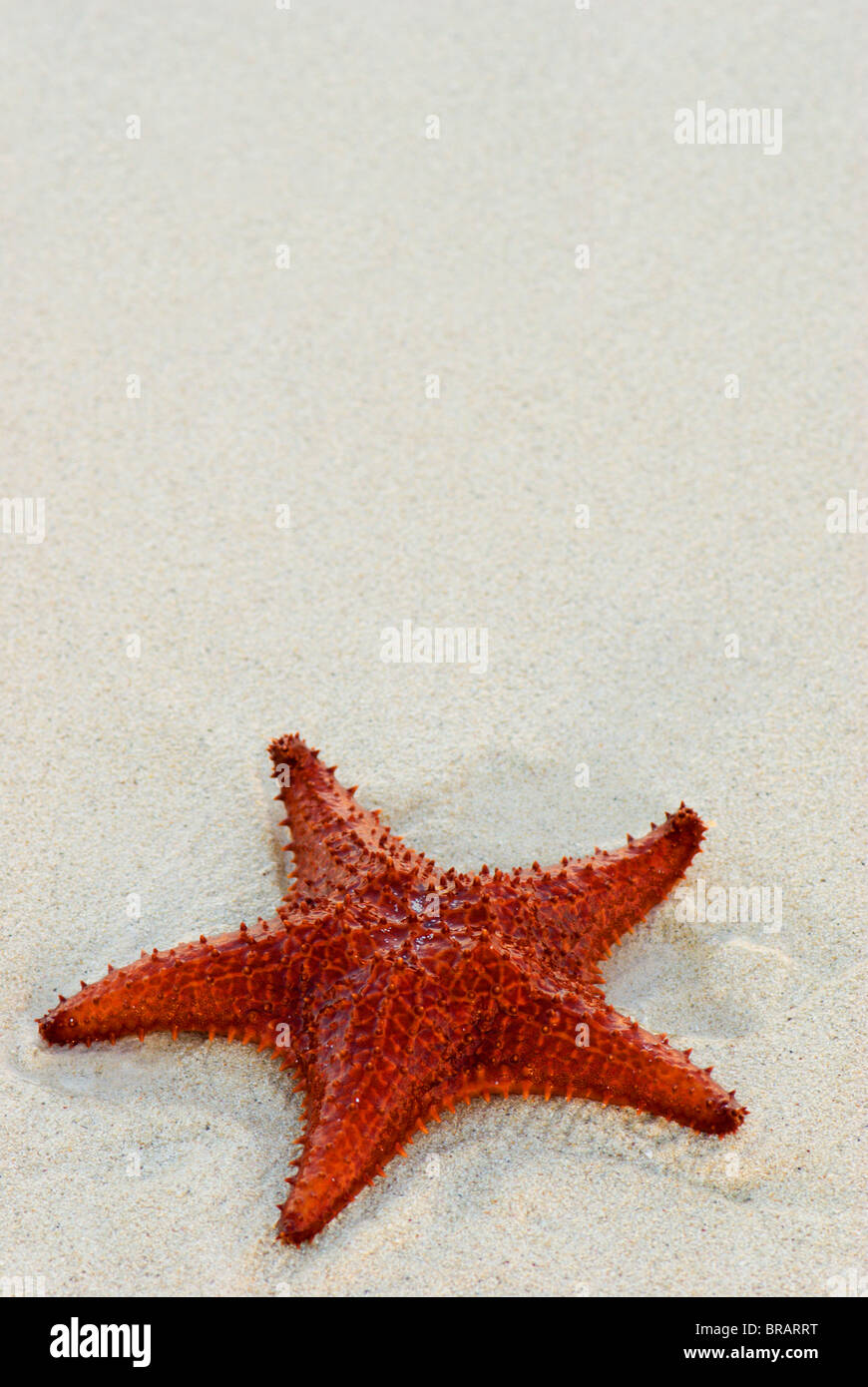 Starfish against a plain white background Stock Photo
