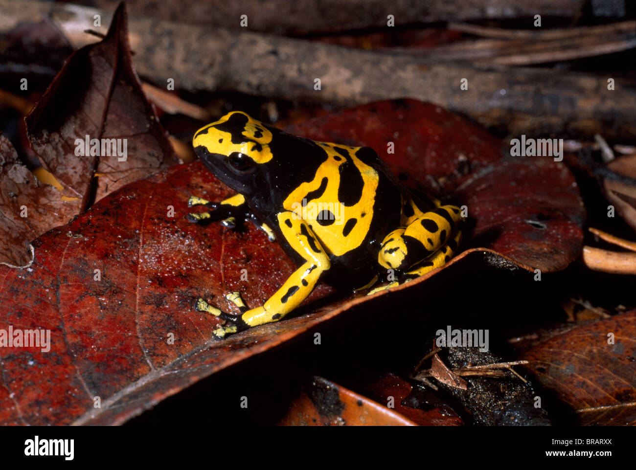 Dendrobatid poison dart Frog (Dendrobates leucomelas), Venezuela, South America Stock Photo