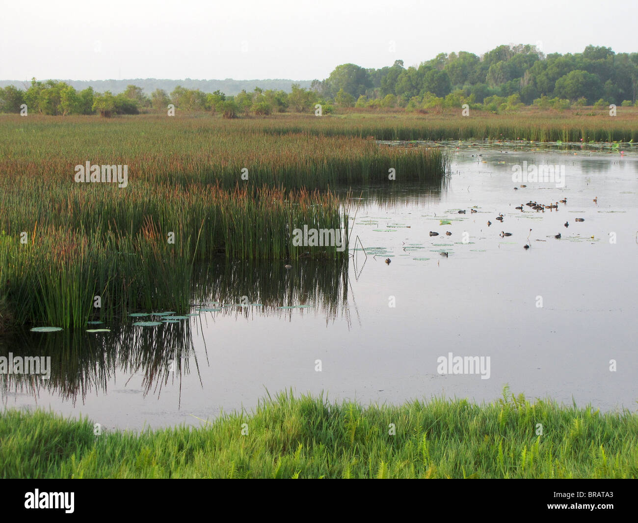 Reeds and waterbirds reflected in the water at Fogg Dam Conservation