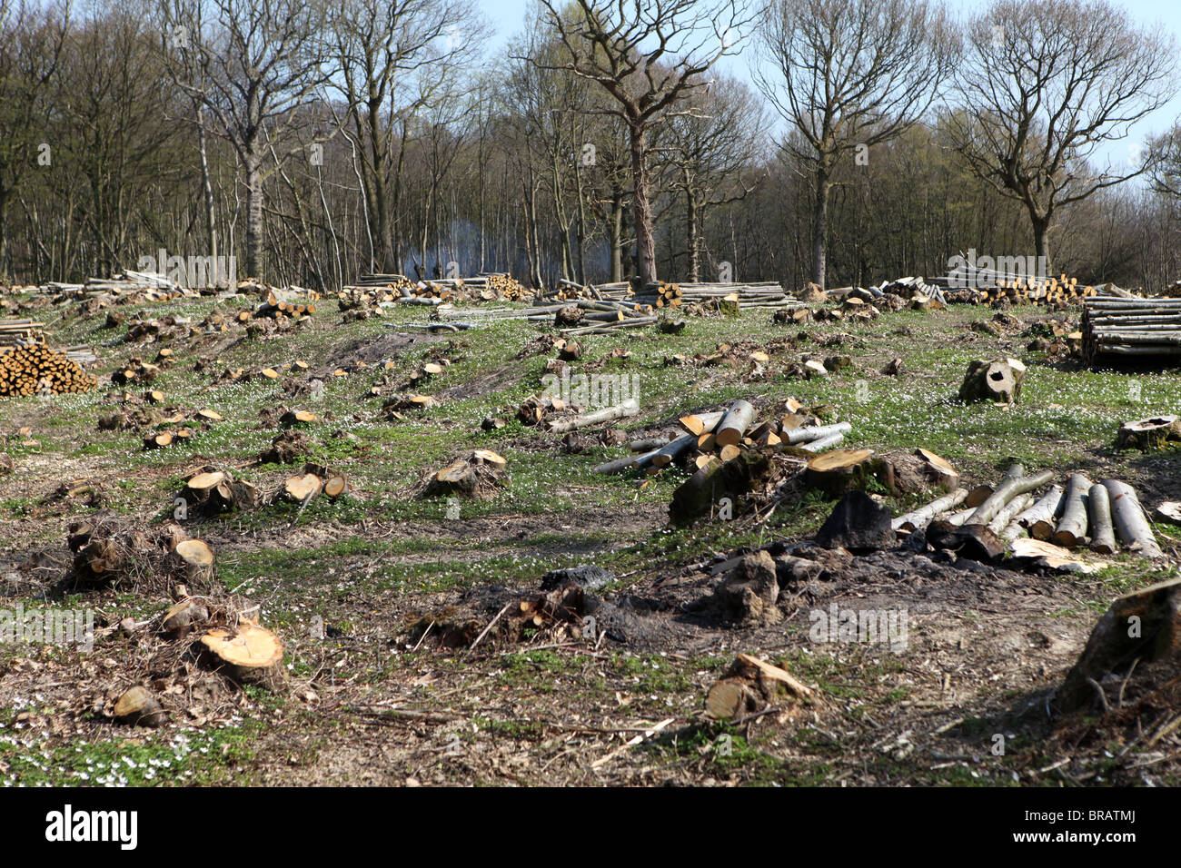 Deforestation and clearing of a wooded area prior to new buildings being erected. Stock Photo