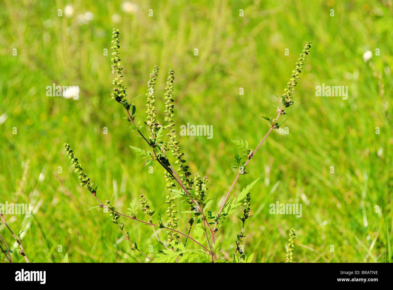 Ambrosia - Common Ragweed 05 Stock Photo