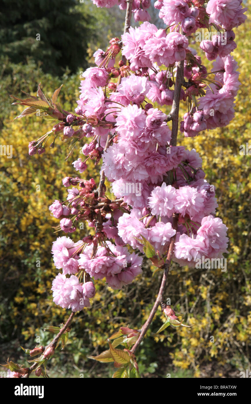 Japanese Oriental cherry tree in full bloom or blossom Stock Photo - Alamy