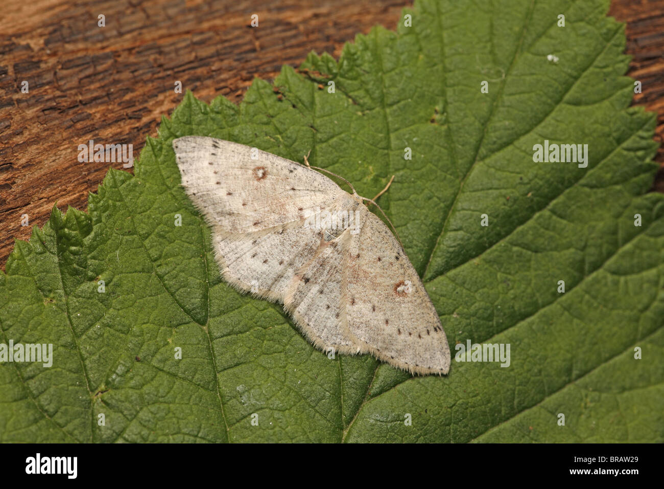 Birch Mocha, Cyclophora albipunctata, Perthshire Stock Photo