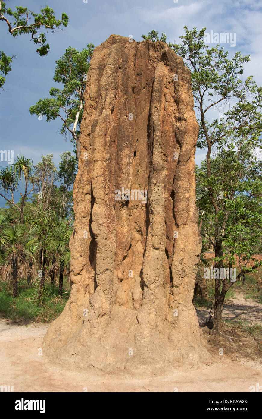 A tall mound of the Spinifex Termite (Nasutitermes triodiae) in Litchfield National Park, Northern Territory, Australia. Stock Photo