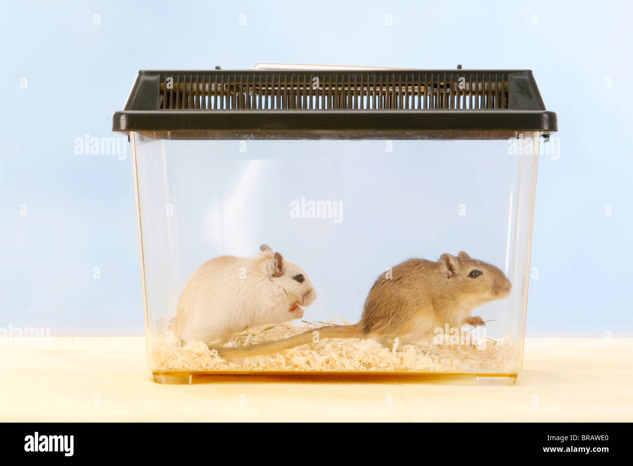 gerbils scratching cage