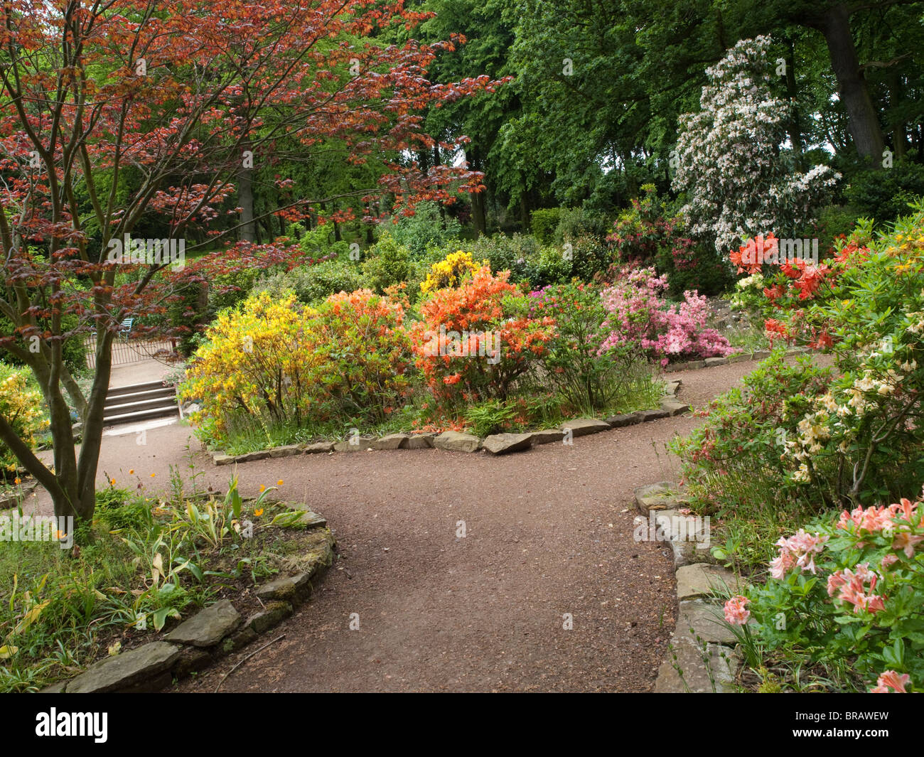 The Azalea Garden at Wentworth Castle and Gardens, Stainborough near Barnsley in South Yorkshire Stock Photo