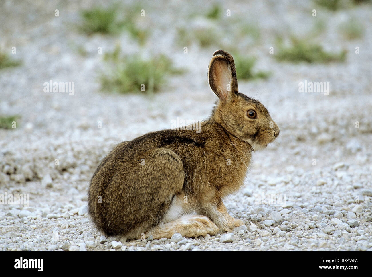 Snowshoe hare sitting / Lepus americanus Stock Photo Alamy