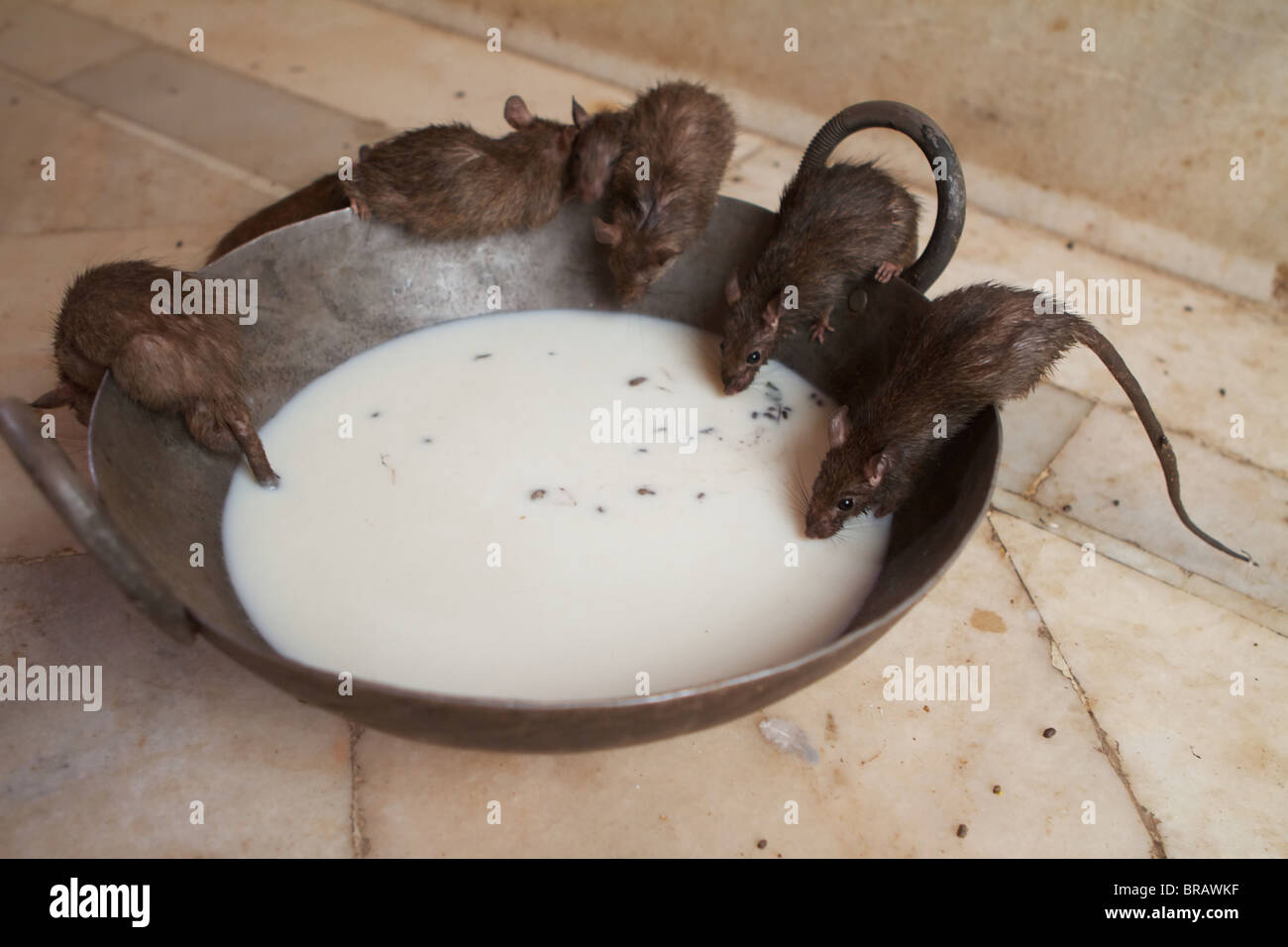 rats drinking milk in the karni mata temple Stock Photo Alamy
