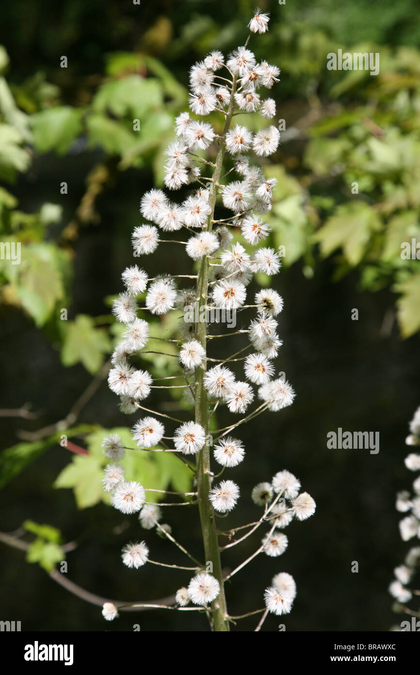 A Butterbur (Petasites hybridus) flower stalk Stock Photo